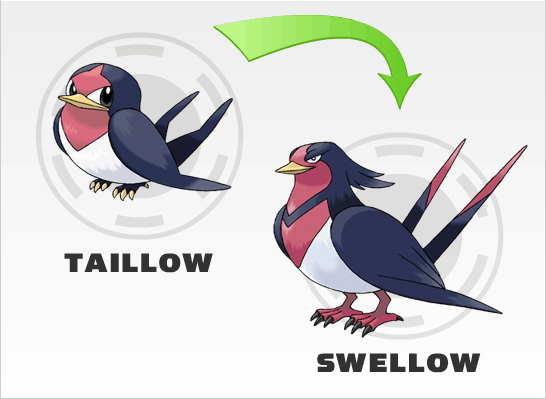 Taillow Evolution Chart - Pokemon Life.